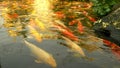 Beautiful colorful fish mirror carp swim in the clear water.
