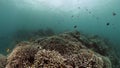 Underwater world with colorful fish and corals.