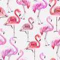 Beautiful colorful flamingo on white background. Exotic seamless pattern. Watercolor painting. Hand drawn and painted illustration