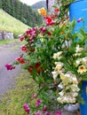 Beautiful colorful flora on the wall of house.