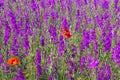 Beautiful colorful flower field, purple flowers and two bright red poppies Royalty Free Stock Photo