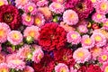 Beautiful colorful flowers background. Aster, carnation and rose flowers. Top view Royalty Free Stock Photo