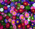 Beautiful Colorful Flowers Background. Callistephus chinensis. A Present for Valentine or Mother`s Day or a Birthday