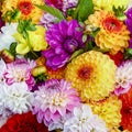 Beautiful Dahlia Mix Flowers Background. Closeup for Decoration or Romantic Gift Royalty Free Stock Photo