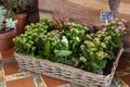 Beautiful colorful flowers in flower shop