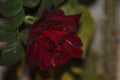 Beautiful colorful red velvet rose flower in a garden, night shot Royalty Free Stock Photo