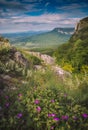 Beautiful colorful flowers on a hill in Crimea mountains Royalty Free Stock Photo