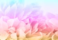 Beautiful colorful flowers made with color filters, soft color and blur style for background Royalty Free Stock Photo