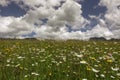 beautiful colorful flowers on a nature meadow with clouds Royalty Free Stock Photo