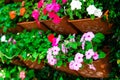 Beautiful flowers in the vertical garden