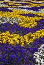 Beautiful colorful flowers of Viola tricolor