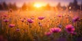 wild flowers on wild field at morning drops of dew and sun beam light (6) Royalty Free Stock Photo