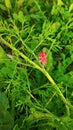 Beautiful colorful flowers with wild green bush