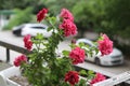 Beautiful colorful of freshness petunias flower in pink blossom and growth in pot near window outside, balcony decorated in summer Royalty Free Stock Photo