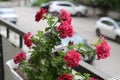 Beautiful colorful of freshness petunias flower in pink blossom and growth in pot near window outside, balcony decorated in summer Royalty Free Stock Photo