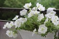 Beautiful colorful of freshness petunias flower in white blossom and growth in pot near window outside, balcony decorated in Royalty Free Stock Photo