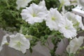 Beautiful colorful of freshness petunias flower in white blossom and growth in pot near window outside, balcony decorated in Royalty Free Stock Photo