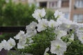 Beautiful colorful of freshness petunias flower in white blossom and growth in pot near window outside, balcony decorated in Royalty Free Stock Photo