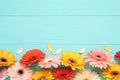Beautiful colorful gerbera flowers and petals on turquoise wooden table, flat lay. Space for text Royalty Free Stock Photo