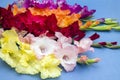 Beautiful colorful gladiolus on blue backdrop