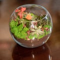 Beautiful colorful glass terrarium with succulent, cactus, flower, rock