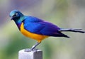 Golden-breasted starling, royal starling, Lamprotornis regius Royalty Free Stock Photo