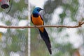 Golden-breasted starling, royal starling, Lamprotornis regius Royalty Free Stock Photo