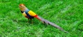 Beautiful colorful golden pheasant (Chrysolophus pictus), Isola Madre Royalty Free Stock Photo