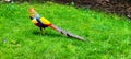 Beautiful colorful golden pheasant (Chrysolophus pictus), Isola Madre Royalty Free Stock Photo