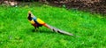 Beautiful colorful golden pheasant (Chrysolophus pictus), Isola Madre Royalty Free Stock Photo