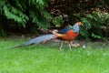 Beautiful colorful golden pheasant, Isola Madre. One of the beautiful Borromean Islands of Lago Maggiore in Northern Italy Royalty Free Stock Photo