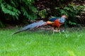 Beautiful colorful golden pheasant, Isola Madre. One of the beautiful Borromean Islands of Lago Maggiore in Northern Italy Royalty Free Stock Photo