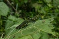 Beautiful colorful grasshopper