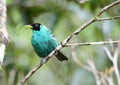 Beautiful Green Honeycreeper Chlorophanes spiza male perched o Royalty Free Stock Photo