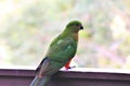 Beautiful green parrot sitting on a balcony