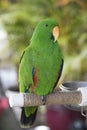 Beautiful colorful Green parrot sitting on perch in Maui Hawaii