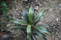 Beautiful and Colorful Growing Plant.