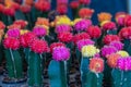 Beautiful Colorful Gymnocalycium mihanovichii grafted cactus cactus on pot in the garden.Selective focus Gymnocalycium grafted ca