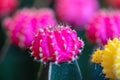 Beautiful Colorful Gymnocalycium mihanovichii grafted cactus cactus on pot in the garden.Selective focus Gymnocalycium grafted ca