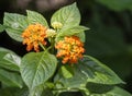 Beautiful Colorful Hedge Flower, Weeping Lantana, Lantana camara Linn