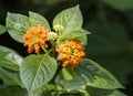 Beautiful Colorful Hedge Flower, Weeping Lantana, Lantana camara Linn