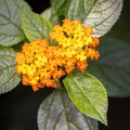 Beautiful Colorful Hedge Flower, Weeping Lantana, Lantana camara Linn