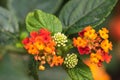 Colorful Hedge Flower, Weeping Lantana, Calippo Yellow