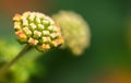 Colorful Hedge Flower, Weeping Lantana, Calippo Yellow