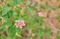 Beautiful Colorful Hedge Flower, Weeping Lantana, Lantana camara Linn.