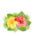 Beautiful Colorful Hibiscus Flowers Blossom and Tropical Leaves Royalty Free Stock Photo