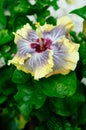 A Beautiful Colorful Hibiscus Malvaceae