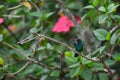 Beautiful colorful hummingbird on tree branch.