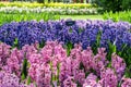 Beautiful colorful hyacinth