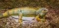 Beautiful and colorful iguana lizard in the colors yellow, grey and black, popular tropical reptile from America Royalty Free Stock Photo